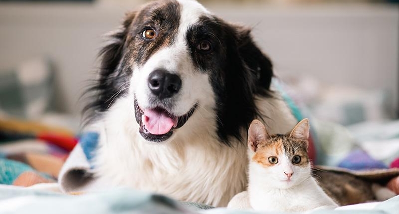 assortiment-hond-kat-mandapotheek