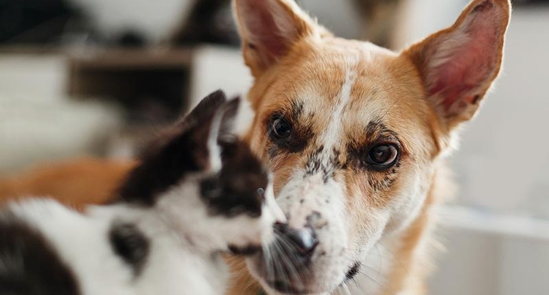 dierendag-mandapotheek